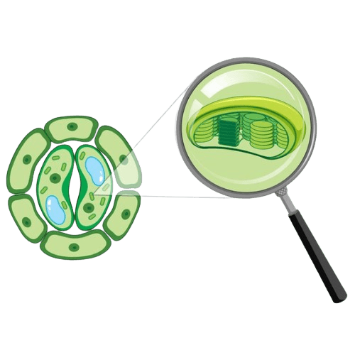 Autologous Stem Cell Transplant for Lymphoma