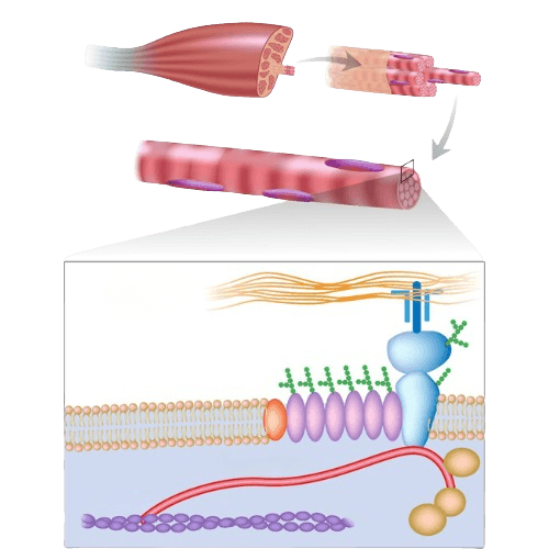 Muscular Dystrophy Stem Cell